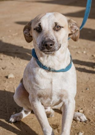 Zsozso, sehr ängstlich, sucht ein sicheres Zuhause