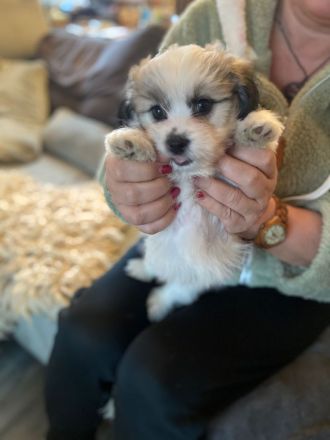 Coton de tulear x Malteser