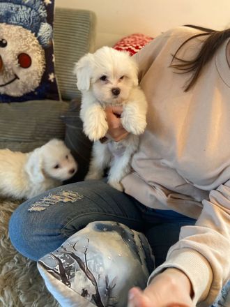 Coton de tulear x Malteser