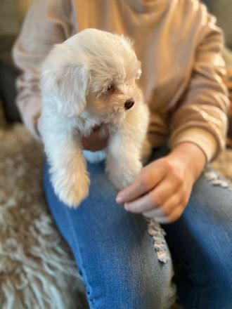 Coton de tulear x Malteser