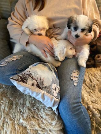 Coton de tulear x Malteser