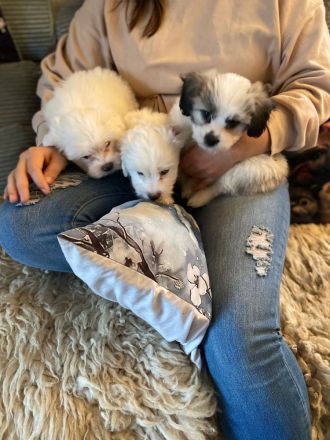 Coton de tulear x Malteser