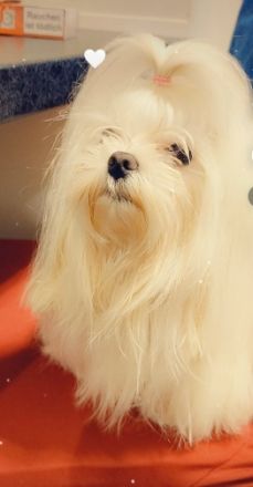 Suche kleinen Malteser Deckrücken