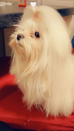 Suche kleinen Malteser Deckrücken