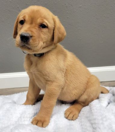 Bildschöne Labrador Welpen