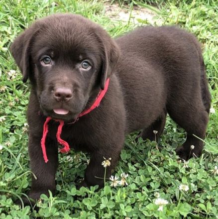Bildschöne Labrador Welpen