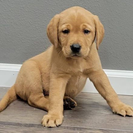 Bildschöne Labrador Welpen