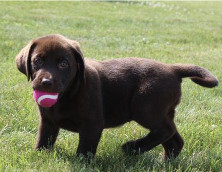 Bildschöne Labrador Welpen
