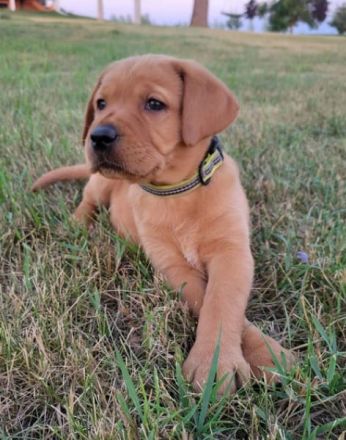 Bildschöne Labrador Welpen