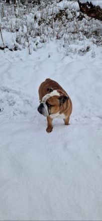 Englische Bulldogge