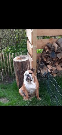 Englische Bulldogge