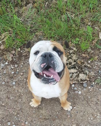 Englische Bulldogge