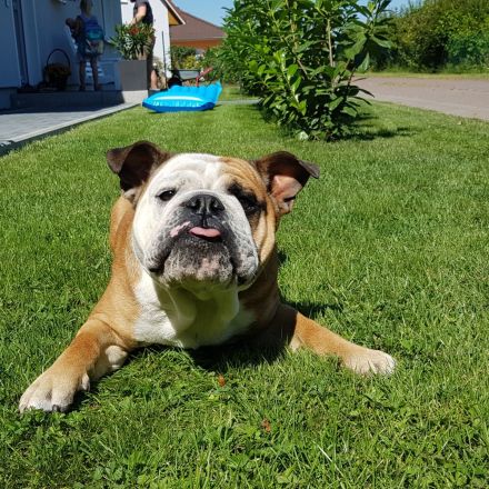 Englische Bulldogge
