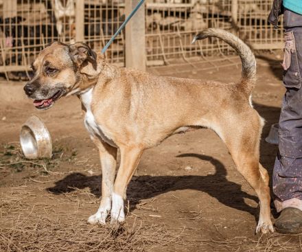 Tiana, großes Mädel mit viel Pfeffer im Hintern sucht sportliche Familie