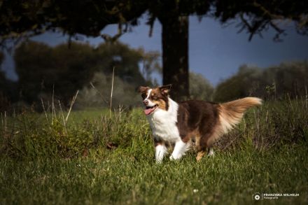 Wurfplanung Mai / Juni 2025