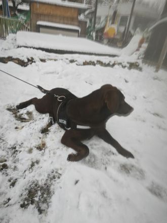 6 Monate alten welpen