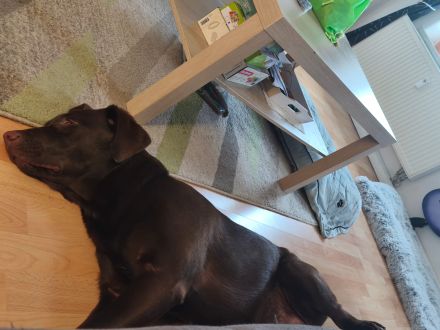 6 Monate alten welpen