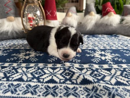 Border Collie Welpen