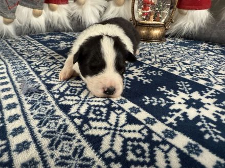 Border Collie Welpen