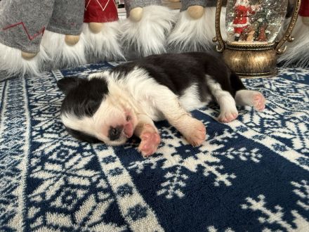 Border Collie Welpen