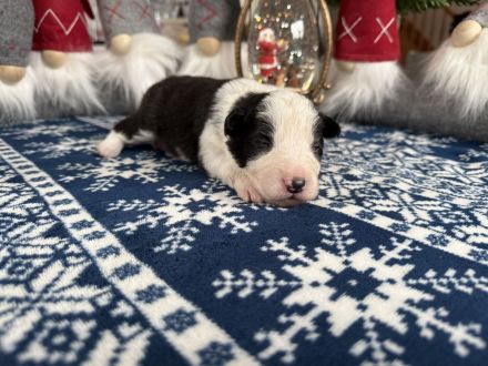 Border Collie Welpen