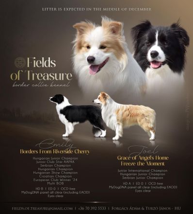 Border Collie Welpen