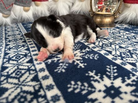 Border Collie Welpen