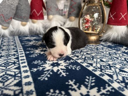 Border Collie Welpen