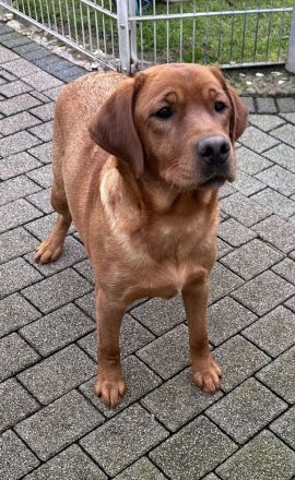 Labrador Welpen gelb Hündinnen mit Papieren