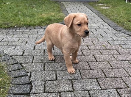 Labrador Welpen gelb Hündinnen mit Papieren