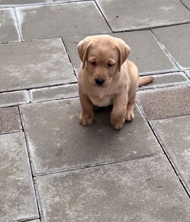 Labrador Welpen gelb Hündinnen mit Papieren