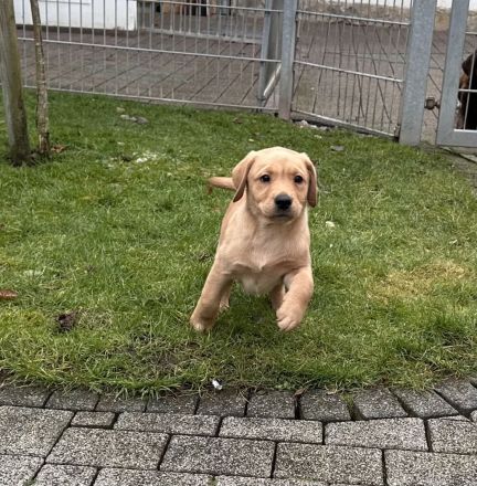 Labrador Welpen gelb Hündinnen mit Papieren