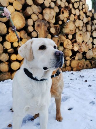 Labrador Welpen gelb Hündinnen mit Papieren