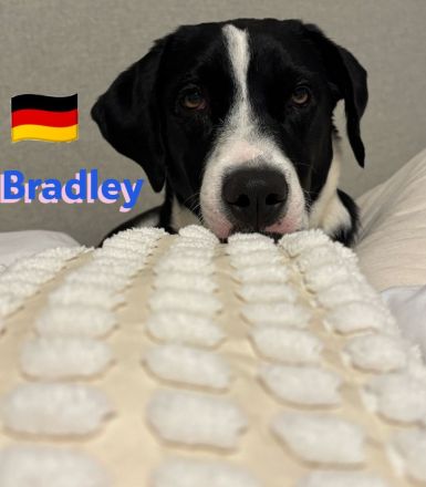 Bradley 09/24 - Bradley wartet auf Not-PS in 40723 Hilden,