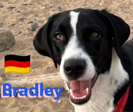 Bradley 09/24 - Bradley wartet auf Not-PS in 40723 Hilden,