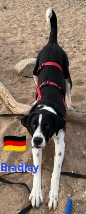 Bradley 09/24 - Bradley wartet auf Not-PS in 40723 Hilden,