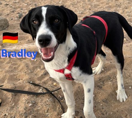 Bradley 09/24 - Bradley wartet auf Not-PS in 40723 Hilden,