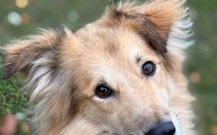 Toppi sucht sein Für-Immer-Zuhause