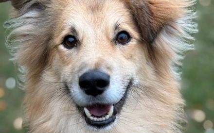 Toppi sucht sein Für-Immer-Zuhause