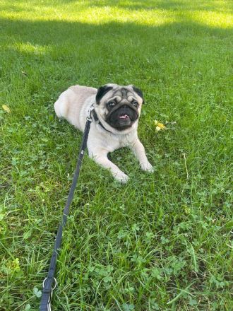 Reinrasiger MOPS - Deckrüde