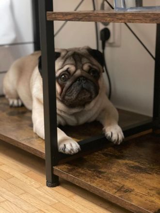 Reinrasiger MOPS - Deckrüde