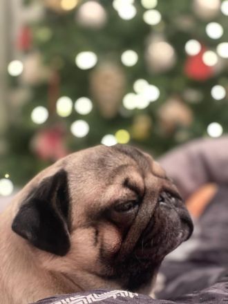 Reinrasiger MOPS - Deckrüde