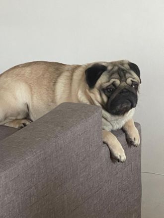 Reinrasiger MOPS - Deckrüde