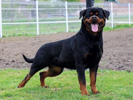 Rottweiler Welpen FCI Timit-Tor Blutlinie