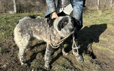 Enola kann mit Tieren & sucht Zuhause