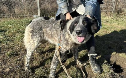 Enola kann mit Tieren & sucht Zuhause