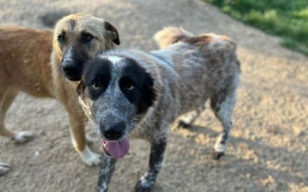 Enola kann mit Tieren & sucht Zuhause