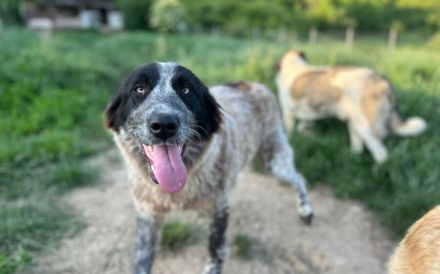 Enola kann mit Tieren & sucht Zuhause