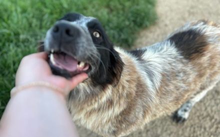 Enola kann mit Tieren & sucht Zuhause