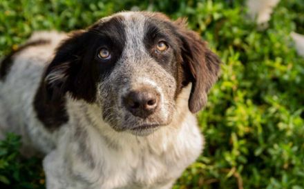 Enola kann mit Tieren & sucht Zuhause